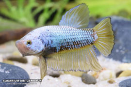 Betta splendens - Roundtail