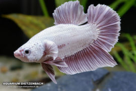 Betta splendens - Roundtail