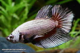 Betta splendens - Roundtail