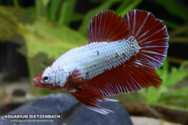 Betta splendens - Roundtail