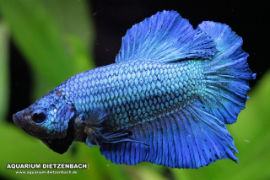 Betta splendens - Roundtail