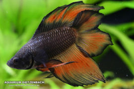 Betta splendens - Twintail
