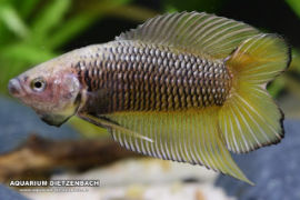 Betta splendens - Twintail