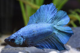 Betta splendens - Twintail