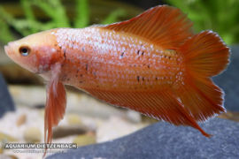 Betta splendens - Twintail