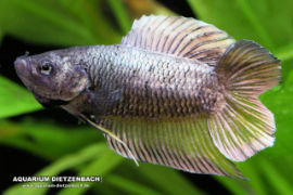 Betta splendens - Twintail