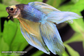 Betta splendens - Twintail