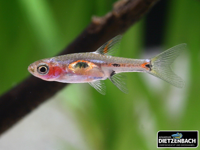 Boraras merah - Rote Zwergrasbora
