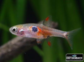 Boraras naevus