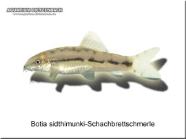 Botia sidthimunki - Schachbrettschmerle