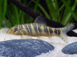 Botia striata - Streifenschmerle