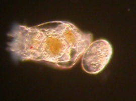 Brachionus cf.calyciflorus - Mit Selco Presso angereichert