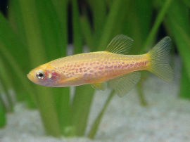 Brachydanio frankei - Gelber Leopardbärbling