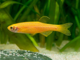 Brachydanio frankei - Gelber Leopardbärbling