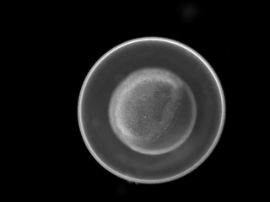 Brachydanio rerio