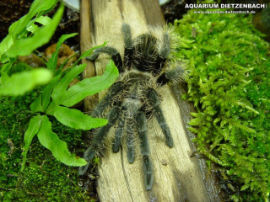 Brachypelma albopilosum