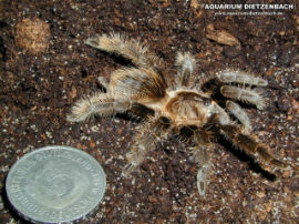 Brachypelma albopilosum