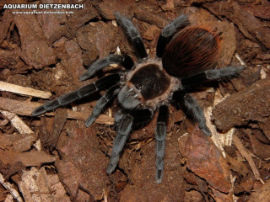 Brachypelma vagans