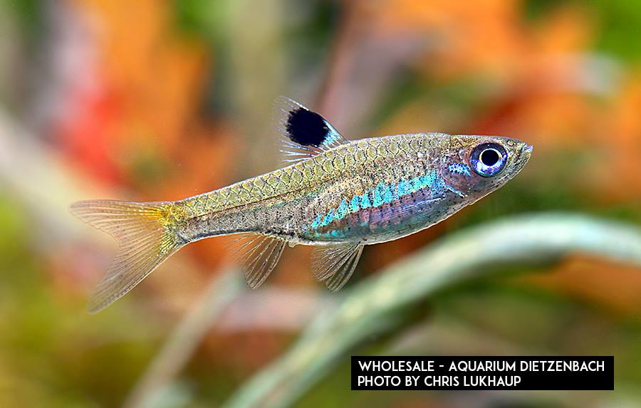 Brevibora dorsiocellata - Leuchtaugenrasbora