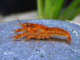 Cambarellus patzcuarensis - Orangener Zwergkrebs