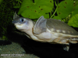 Carettochelys insculpta - Papua-Weichschildkröte