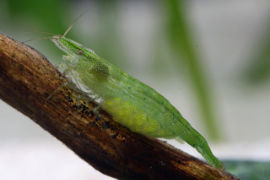 Caridina babaulti - Grüne Zwerggarnele