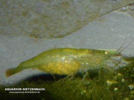 Caridina ceylanica - Grüne Zwerggarnele