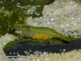 Caridina ceylanica