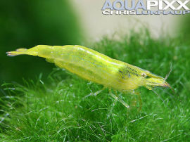 Caridina ceylanica - Grüne Zwerggarnele