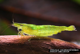 Caridina cf. babaulti - Zwerggarnele "Indien green" 