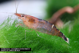 Caridina cf. babaulti malaya - Grüne Zwerggarnele