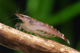 Caridina babaulti malaya - Red banded Zwerggarnele
