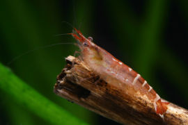 Caridina babaulti malaya - Red banded Zwerggarnele