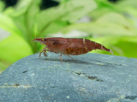 Caridina cf. babaulti malaya - Red banded Zwerggarnele