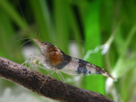 Caridina cf. breviata - Sandhummeln