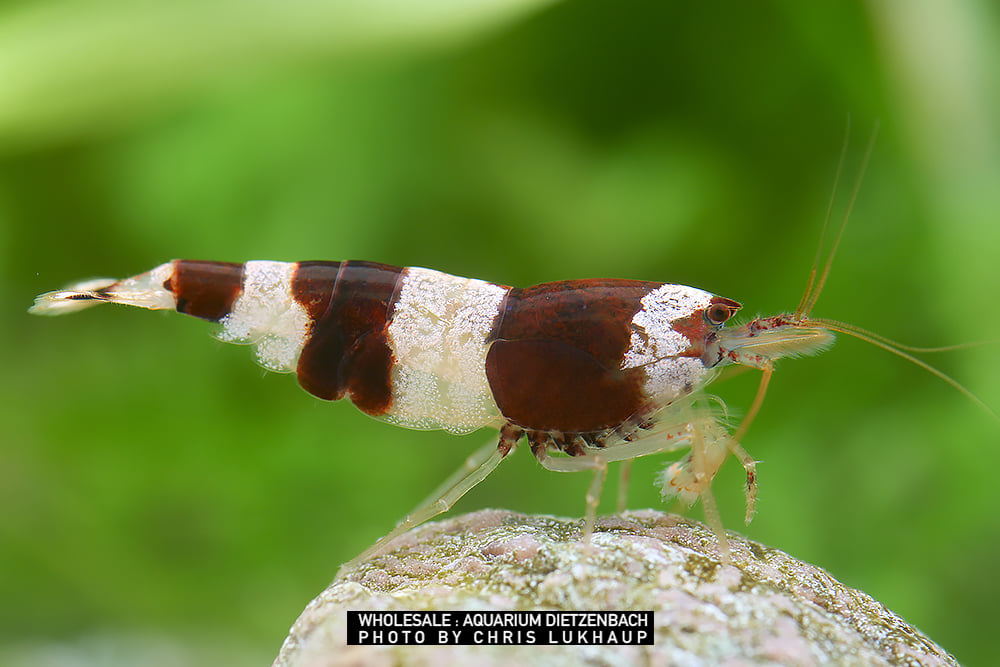 Caridina cf. breviata - "Hummel Black and White"