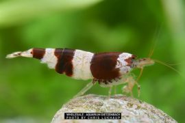 Caridina cf. breviata - Zwerggarnele "Hummel Black and White" 