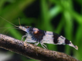 Caridina cf. breviata - Hummel Sandhummeln