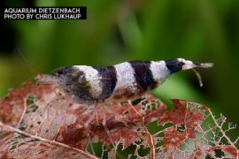 Caridina cf. breviata - Zwerggarnele "Sandhummel"  