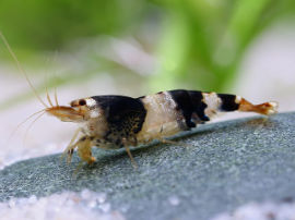 Caridina cf. cantonensis - Biene black bee, K2-K4