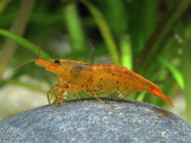 Caridina cf. cantonensis - Tangerine Tiger Zwerggarnele