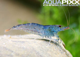 Caridina cf. cantonensis - Tüpfel blau Zwerggarnele