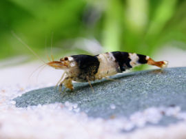 Caridina cf. cantonensis - Biene schwarz-weiß, K2