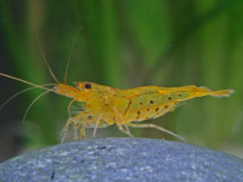 Caridina cf. cantonensis - Tiger golden Zwerggarnele