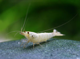 Caridina cf. cantonensis - Glossy white bee