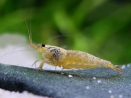 Caridina cf. cantonensis - Glossy white bee