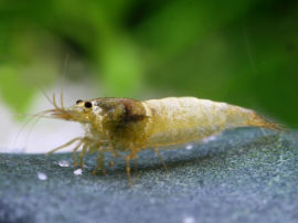 Caridina cf. cantonensis - Glossy white bee