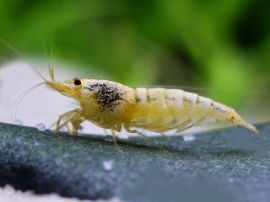 Caridina cf. cantonensis - Glossy white bee