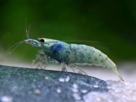 Caridina cf. cantonensis - blue bolt