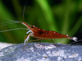 Caridina dennerli - Kardinalsgarnele